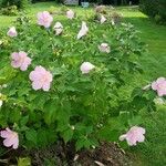 Hibiscus moscheutos Tervik taim