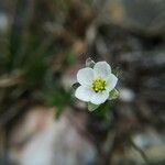Spergula morisonii Λουλούδι