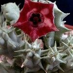 Huernia macrocarpa Žiedas