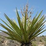 Yucca schidigera Floare