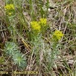 Euphorbia seguieriana Hábito