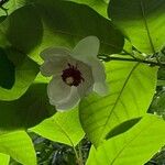 Magnolia sieboldii Floare