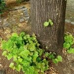 Tilia americana पत्ता