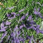 Lavandula × intermedia Flower