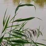 Phragmites australis Folha