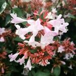 Abelia × grandiflora 花