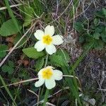 Primula vulgarisFloro