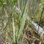 Aeluropus littoralis Leaf