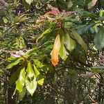 Clethra arborea Blomst