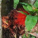 Brownea rosa-de-monte Fruit