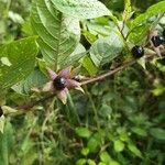 Atropa belladonna Fruit