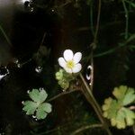 Ranunculus ololeucos Hábito