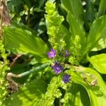 Triodanis perfoliata Blomma