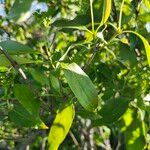 Cornus racemosa برگ