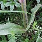 Arnica montana Blad