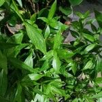 Andrographis paniculata Leaf