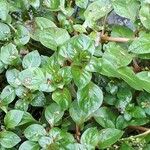 Ludwigia palustris Leaf
