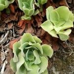 Aeonium canarienseBlad