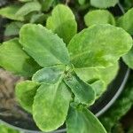 Sedum telephium Leaf