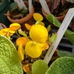 Begonia staudtii Kvet
