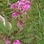 Pedicularis gyroflexa Flor