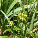 Carex grayi Leaf