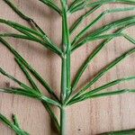 Equisetum pratense برگ