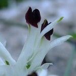 Fumaria bicolor Blüte