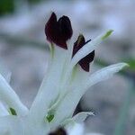 Fumaria bicolor その他の提案