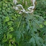 Cleome spinosa Flower