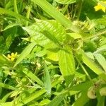 Vigna radiata Levél