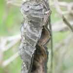 Mucuna pruriens Fruit