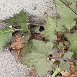 Lactuca muralis Feuille