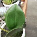 Phalaenopsis amabilis Leaf