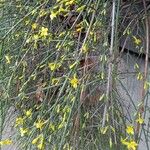 Jasminum nudiflorum عادت داشتن