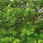 Albizia lebbeck Foglia