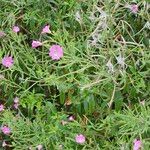 Epilobium hirsutumफूल