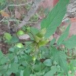 Tacca leontopetaloides Плід