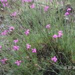 Dianthus lusitanus Habit