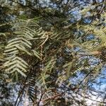 Prosopis chilensis Leaf