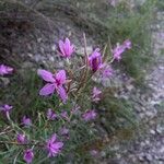 Epilobium dodonaeiFlor