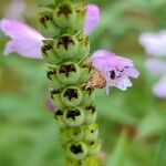 Physostegia virginiana 果實