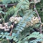 Sorbus koehneana Fruit