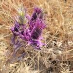 Eryngium leavenworthii Λουλούδι