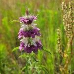 Monarda citriodora Folha