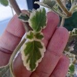 Coleus madagascariensis Leaf