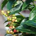 Ardisia crenata ഇല