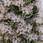 Echium wildpretii 花