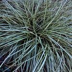 Carex ornithopoda 葉