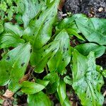 Arum maculatum Foglia